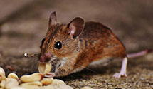 24 Hour & Emergency Exterminators in Raymond, WA